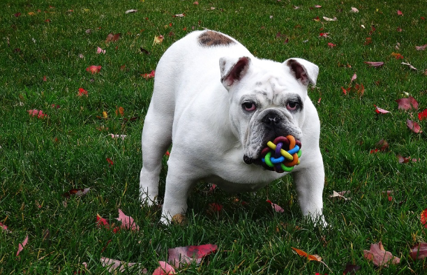 The Benefits of Interactive Dog Toys for Mental Stimulation