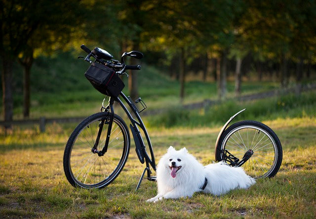 Guidelines for Maintaining Pet Health in Urban Environments