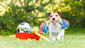 Seasonal Must-Haves: The Best Dog Accessories for Christmas and Holidays