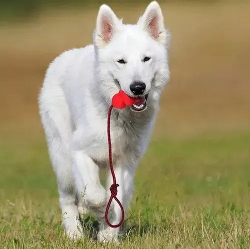 Durable Rope Dog Toy